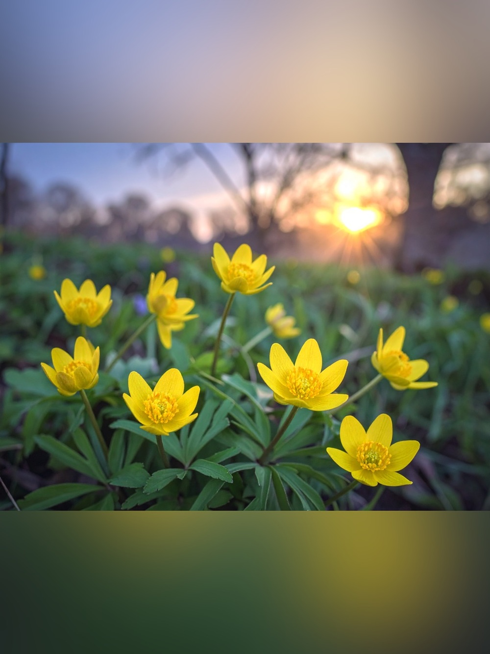 Sunlit Yellow Wildflower Photography Print